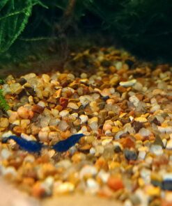 Blue Velvet Shrimp - Live Shrimp for Freshwater Aquariums or Tanks - Live Arrival Guarantee (10 Shrimp) 10 Shrimp 34 71s9eMBjpsL