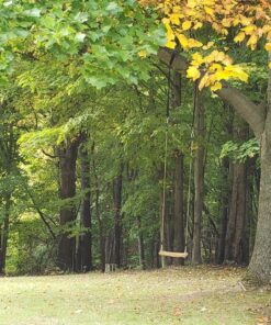 Pellor Wood Tree Swing Seat,Indoor Outdoor Rope Wooden Swing Set for Children Adult Kids 17.7x7.9x0.6 inch Burlywood 40 71sAR75DezL