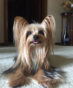 Bodhi Dog Anti Itch Spray | Natural Soothing Relief for Dry, Itchy, Bitten or Allergy Damaged Skin Treatment | Anti Itch Spray for Dogs & Cats | Made in USA (Oatmeal, 8 oz) 8oz 24 71sCkrwMgL