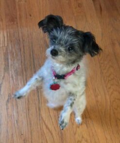 GREENIES Weight Management TEENIE Natural Dog Dental Care Chews Weight Control Dog Treats, 27 oz. Pack (96 Treats) 44 71sCo4al9L