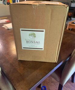 Brussel's Live Chinese Elm Outdoor Bonsai Tree - 5 Years Old; 6" to 8" Tall with Decorative Container Small CERAMIC POT 66 71sEiCE3BL