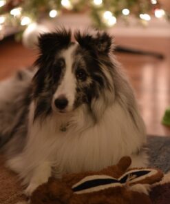 Nikon D750 FX-format Digital SLR Camera Body Body Only Base 74 71sJ5EauhiL