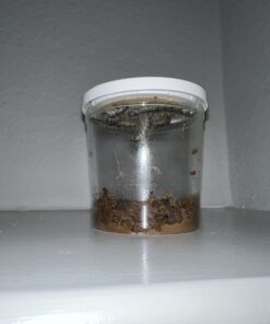 Painted Lady Butterfly Kit - Habitat, STEM Journal, & Voucher for Chrysalis Log & Caterpillars - Grow Your Own Butterfly Kit 43 71sJUc7Y dL 2