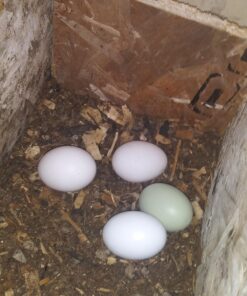 SallyFashion 7 Pcs Wooden Fake Eggs, 3 Colors Wooden Easter Egg Wood Eggs for Crafts Fake Chicken Eggs Nesting Eggs Easter Home Decor 34 71sK1VfrJRL