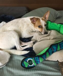 Outward Hound Durablez Tough Plush Squeaky Dog Toy, Snake, Blue, XL Blue Snake 42 71sLF3fY1xL