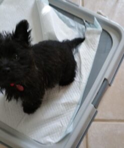 Dogit Dog and Puppy Pee Pad Holder, Puppy Training Pad Holder for Pee Pads, 70576 19 71sOp3bbTL