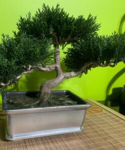 Artificial Japanese Cedar Bonsai Tree 9 inch Tall 26 71sQIVAcLxL