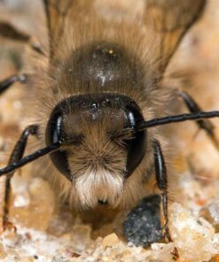 Oshiro 60mm f/2.8 2:1 LD UNC Manual Ultra-Macro Lens Compatible with Sony E-Mount a9, a7r, a7s, a7, a6600, a6500, a6400, a6300, a6000, a5100, a5000, a3500, a3000 Mirrorless Cameras (EOS-E) 54 71sQLqV8VlL