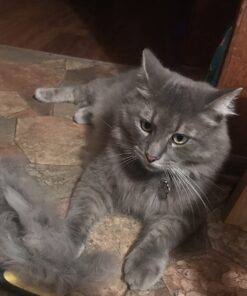 Thunderpaws Best Professional De-Shedding Tool and Pet Grooming Brush, D-Shedz for Breeds of Dogs, Cats with Short or Long Hair, Small, Medium and Large (Yellow) Yellow 41 71sQNTzxhOL