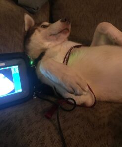 Portable Ultrasound Scanner Veterinary Pregnancy V12 with 3.5 MHz Convex Probe for Sheep, Dog, Cat and Pig. 21 71sResEHLPL