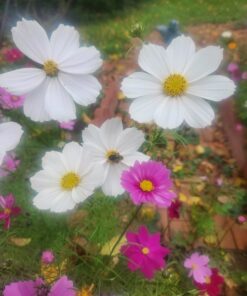 Monarch Butterfly Rescue Wildflower Seed Packet Bulk Open-Pollinated Wildflower, No Fillers, Annuals, Perennials and Milkweed Seeds for Monarch Butterfly1oz 46 71sSV2FCy9L