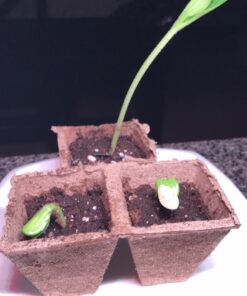 Certified Organic Vegetable Seeds for Planting Outdoors - 13 Seed Variety Pack of Veggie Heirloom Seeds Non GMO Organic Non Hybrid Open Pollinated for Home Garden - Tomato, Broccoli, Carrots, Fruit 51 71sSfJauK6L