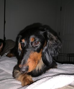 Wellness CORE Natural Grain-Free Small Breed Turkey & Chicken Dry Dog Food for Adult Dogs, High-Protein, USA-Made with Real Meat, 12-Pound Bag 12 Pound (Pack of 1) 31 71sWvLGTHkL