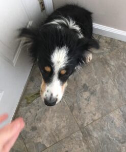 GREENIES Original Regular Natural Dog Dental Care Chews Oral Health Dog Treats, 27 oz. Pack (27 Treats) 27 Count (Pack of 1) 47 71sYvsx0bfL