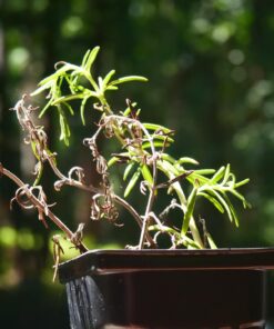 OM SYSTEM OLYMPUS M.Zuiko Digital 14-42mm F3.5-5.6 EZ Black For Micro Four Thirds System Camera, Compact 3x zoom Lens 26 71saJeAqz5L