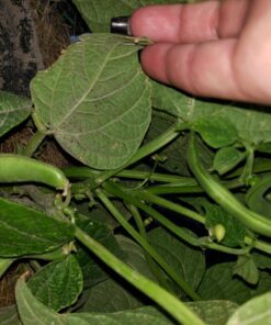 Plant Revolution PRPSGW01 Premium White Mycorrhizae, 1 oz, 1 Ounce, Gray 31 71scFhUlkHL