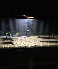 Python No Spill Clean and Fill Aquarium Gravel Tube, 24-Inch 2.00 x 2.00 x 33.00 11 71se2NXJ6uL