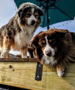 Arava Flea & Tick Collar - for Dogs & Puppies - Length-22'' - 11 Natural Active Ingredients - Safe for Babies & Pets - Enhanced Control & Defense 31 71seG0ZrSlL