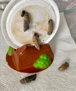 Insect Lore 5 Live Caterpillars Cup of Caterpillars Butterfly Kit Refill - Plus Butterfly Life Cycle Stages Toy Figurines - Shipped Now 73 71sfcQ7l7L