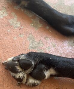 Paw Nectar Dog Paw Balm - Heals, Repairs & Restores Dry, Cracked & Damaged Paws - 100% Organic & Natural Cream Butter, Wax, Moisturizer & Protection for Dog Feet & Foot Pads - Effective & Safe - 2 Oz 44 71shS5Vh5L