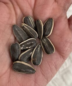 Lightly Sea Salted Sunflower Seed in Shell by Gerbs - 2 LBS - Top 11 Food Allergen Free & Non GMO - Premium Dry Roasted Seeds – COG USA Light Sea Salt 2 Pound (Pack of 1) 33 71sj6XI9VxL 1