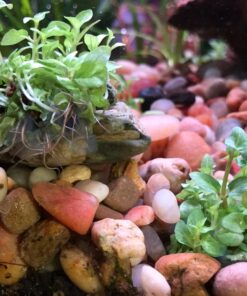 Staurogyne Repens Tissue Cultured - Foreground Aquarium Plant 42 71sl k7xNCL