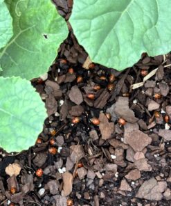 1500 Live Ladybugs - Good Bugs - Ladybugs - Guaranteed Live Delivery! 29 71sqzlBfHsL