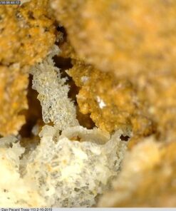 Dino Lite USB Hanheld Digital Microscope, 10x-220x Magnification 0.3MP/1.3MP/5.0MP True Resolution, Windows/Mac/iOS/Android Software Included, Supports PC, Tablet, Mobile Devices 1.3MP MT MS 28 71stB2DamoL