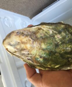 HiCoup Oyster Shucking Knife and Glove Kit - Clam and Oyster Knife Shucker Set with Stainless Steel Seafood Opener Tool, Wood Handle and Gloves 61 71su33BrV4L 1