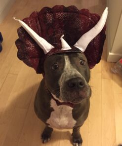 Animal Planet PET20104 Triceratops Dog Costume, Large 23 71sz71EPBaL