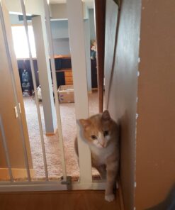 Safety 1st Easy Install 36" Extra Tall & Wide Gate, Fits Between 29'"And 47" 1 Count (Pack of 1) Extra Tall and Wide White 41 71t FOqqN0L