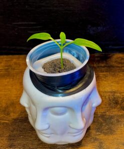 Bell Pepper Seeds for Planting - California Wonder - Heirloom Non-GMO Pepper Seeds for Planting - 100 Seeds - Sweet Pepper Matures from Green to Red by RDR Seeds 25 71t065oYGnL