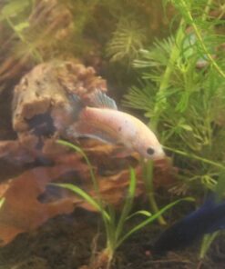 SunGrow Cholla Wood, 5” Climbing Logs, Chew Toy, Aquarium Fish, Snail & Shrimp Driftwood, Décor Adds Raw Beauty, 3 Pack (3 Pieces, 5 inches) 59 71t0m2Qo26L 3