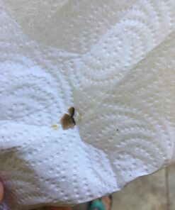 Proden PlaqueOff Dental Care for Dogs and Cats, 180gm 39 71t1zFIKR8L