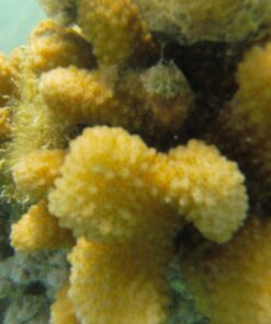 GoPro HERO Session Waterproof Digital Action Camera Camera Only 40 71t3Q7Tju2L