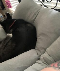 Pregnancy Pillow, Full Body Maternity Pillow with Contoured U-Shape by Bluestone, Back Support 60 x 35 x 7" Pillow & Pillowcase White 42 71t6 Fcz5gL