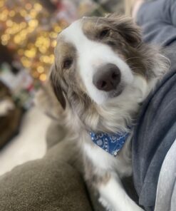 Adams Plus Flea & Tick Shampoo with Precor for Cats, Kittens, Dogs & Puppies Over 12 Weeks Of Age Sensitive Skin Flea Treatment | Kills Adult Fleas, Flea Eggs, Ticks, and Lice 12 Ounces Shampoo Only 31 71t6Z3cPkL 1