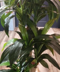 Nearly Natural - 6584 62in. Corn Stalk Dracaena Silk Plant (Real Touch), 24" x 28" x 62", Green artificial plant 44 71tAUeFN81L