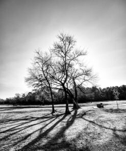 Nikon D750 FX-format Digital SLR Camera Body Body Only Base 66 71tB8s0VAYL