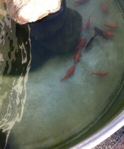 Perfect Pools Pool Spa Jacuzzi Pond Mini Jet Vac Vacuum Cleaner w/ Brush, Bag, and 4' Pole 48 71tCAPBvaL