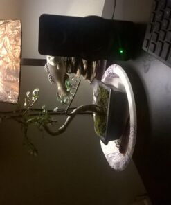 9GreenBox Chinese Elm Bonsai Tree Style 8 73 71tCCLsW3ZL