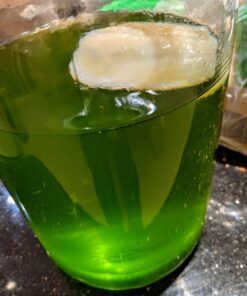 Jun Kombucha Starter Culture - USDA Certified Organic Jun SCOBY & Starter Tea - Makes 1 Gallon - Brewed with Organic Green Tea & Honey - Brew Jun Tea! 48 71tDnNaljaL