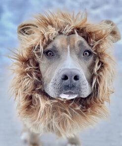 Pet Krewe Large Dog Lion Mane Halloween Costume – Fits Neck Size 13”- 32”- Lion Mane for Small Dogs – Ideal for Halloween, Dog Birthday, Dog Cosplay, Dog Outfits, Pet Clothes 35 71tESP4v4PL