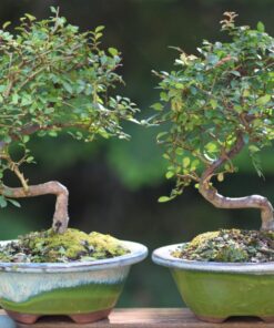 Brussel's Live Chinese Elm Outdoor Bonsai Tree - 5 Years Old; 6" to 8" Tall with Decorative Container Small CERAMIC POT 61 71tEnUZD UL