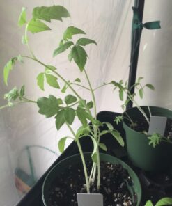 TeaDrops Organic All Purpose Plant Fertilizer – 16 Liquid Indoor House Plant Food Packets – Make up to 32 Gallons (Easy use in Watering Can & Containers, Ecofriendly) All Purpose Fertilizer 63 71tHMfb2UL