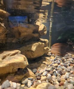 Tetra Decorative ReptoFilter, Terrarium Filtration, Keeps Water Clear 38 71tItGOYkTL
