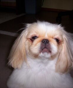 Alternative view of Bayer Animal Health Advantage II Medium Dog 4-Pack