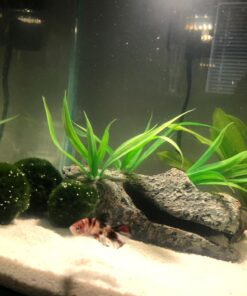 Fluval Chi II Series Aquarium Set, 5-Gallon - Aquarium Tank with Ambient LED Lighting, Flowing Water, and Elegant Design, White 5 gal 65 71tPhcRiycL