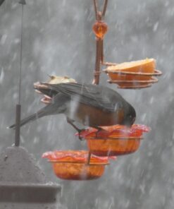 Songbird Essentials Bird Berry Jelly 20 Oz Purple 26 71tQbSmsDoL