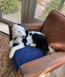 Pet MD - Dog Ear Cleaner Wipes - Otic Cleanser for Dogs to Stop Ear Itching, and Infections with Aloe and Eucalyptus - 100 Count 32 71tW9r7Q2KL